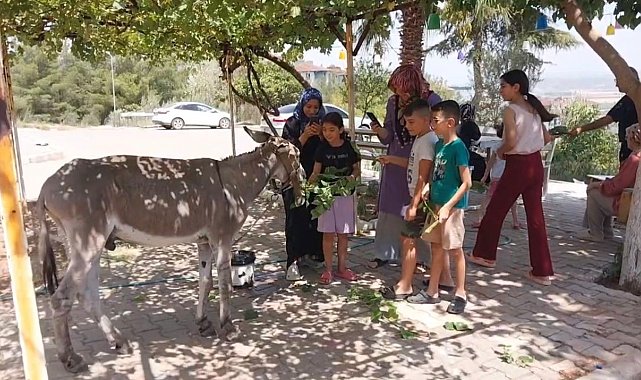 Osmaniye'nin sokak misafiri eşek, şefkatli ellere emanet