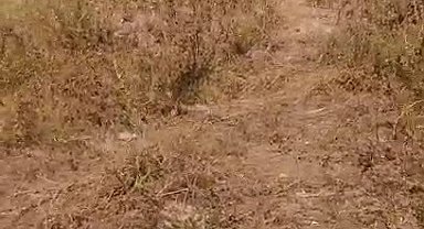 Otomobil tarlaya uçtu, 1 yaralı