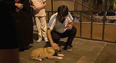 Otomobilin çarptığı yavru köpek için mahalleli seferber oldu