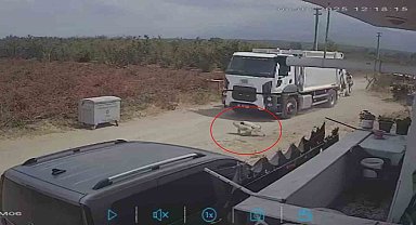 Oyun oynarken yola fırlayan iki köpek çöp kamyonunun altında kaldı
