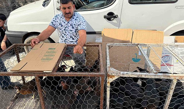 Palet üzerinde yatan tilkilere sitem etti: "Tüm gün yatmak olmaz, kümeslerden tavuk çalın"
