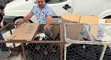 Palet üzerinde yatan tilkilere sitem etti: "Tüm gün yatmak olmaz, kümeslerden tavuk çalın"