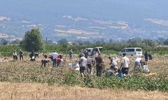 Patates tarlasındaki ürünleri ücretsiz dağıttı