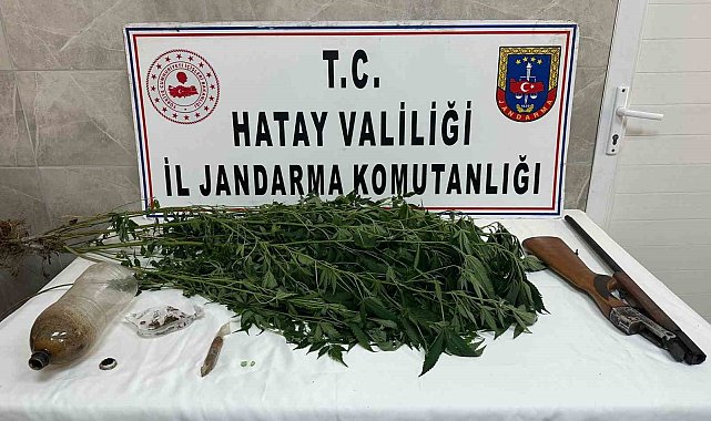 Payas'ta evinin bahçesinde hint keneviri yetiştiren şahıs yakayı ele verdi
