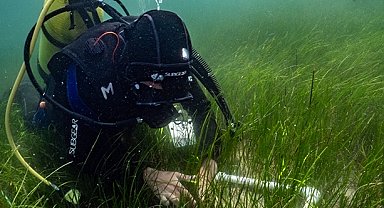 Pina ve deniz çayırları Marmara'ya hayat veriyor