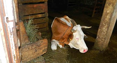 Posof'ta şap hastalığı besicileri zor durumda bıraktı