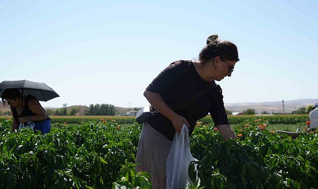 Rekor sıcaklara rağmen Ayaş domatesinin hasadı sürüyor: Tarladan sofraya tescilli lezzet
