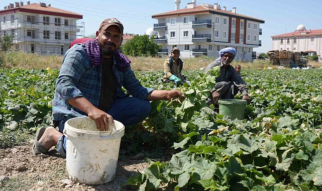 Rekor sıcaklara rağmen Çubuk'ta turşuluk salatalık hasadı sürüyor
