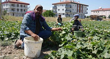 Rekor sıcaklara rağmen Çubuk'ta turşuluk salatalık hasadı sürüyor