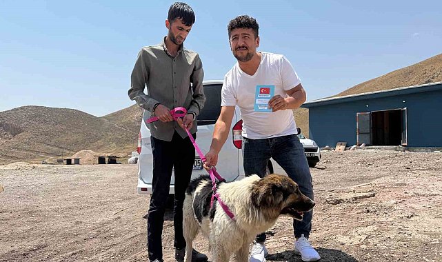 Sahibinin mezarından ayrılmayan köpek, sanatçı Ceylan Ertem'e emanet
