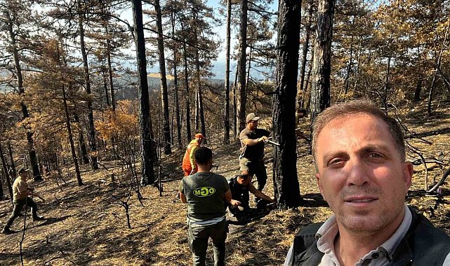Sakarya'da yanan ormanlık alanlar tekrar hayata dönüyor