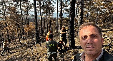 Sakarya'da yanan ormanlık alanlar tekrar hayata dönüyor