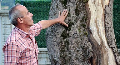 Sakarya'daki asırlık çınar ağaçları kuruyor