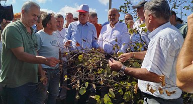 Sakarya'da fındık krizi uyarısı! Rekolte 449 bin tonun altında kalacak