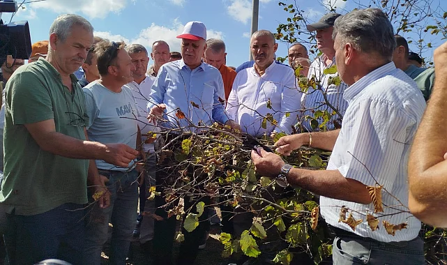 Sakarya'da fındık krizi uyarısı! Rekolte 449 bin tonun altında kalacak