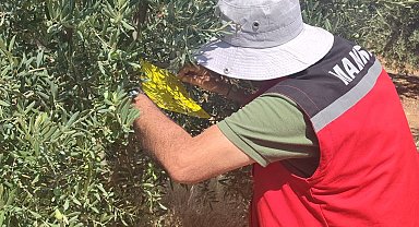 Salihli İlçe Tarımdan 'zeytin sineği' uyarısı