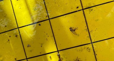Salihli'de üreticiler 'zeytin sineği'ne karşı bir kez daha uyarıldı