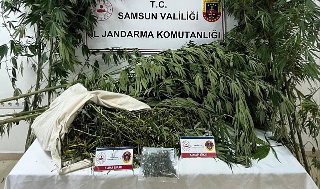 Samsun'da jandarma kenevir ve kubar esrar ele geçirdi