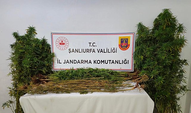 Şanlıurfa'da 15 adrese uyuşturucu operasyonu: 15 gözaltı