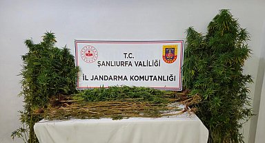 Şanlıurfa'da 15 adrese uyuşturucu operasyonu: 15 gözaltı