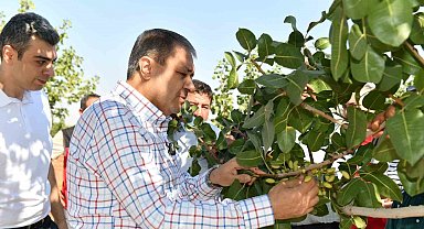 Şanlıurfa'da boz fıstık hasadı başladı