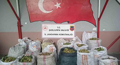 Şanlıurfa'da fıstık hırsızlığına 13 gözaltı