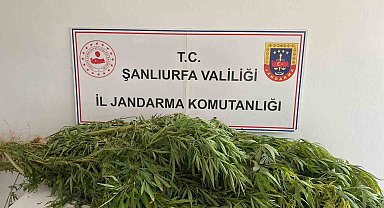 Şanlıurfa'da uyuşturucu operasyonu: 2 gözaltı