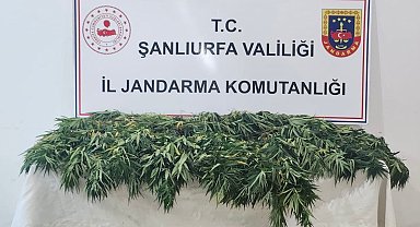 Şanlıurfa'da uyuşturucu operasyonu: 2 gözaltı