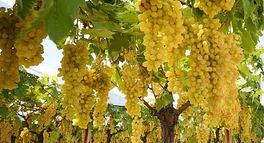 Sarıgöl ovasında tatlı telaş devam ediyor