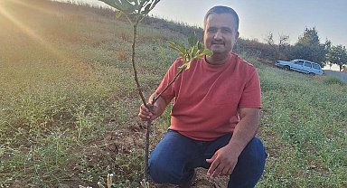 Sarıgöl'de sarılop incir üretimi yaygınlaşıyor
