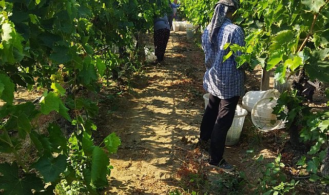 Sarıgöl'de üzüm hasadı başladı