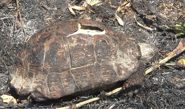 Sarıyer'de ormanlık alanda çıkan yangın kontrol altına alındı