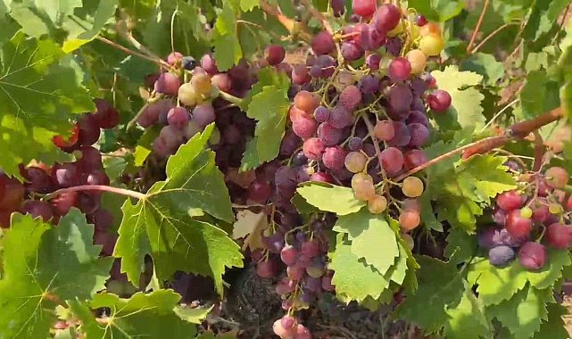 Şarköy'ün Gardinal Üzümünün hasadı başladı
