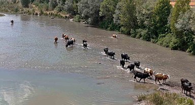 Serengeti düzlüğü değil Sivas bozkırı