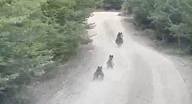 Seyir halindeki aracın önüne çıkan ayı ve yavruları kamerada