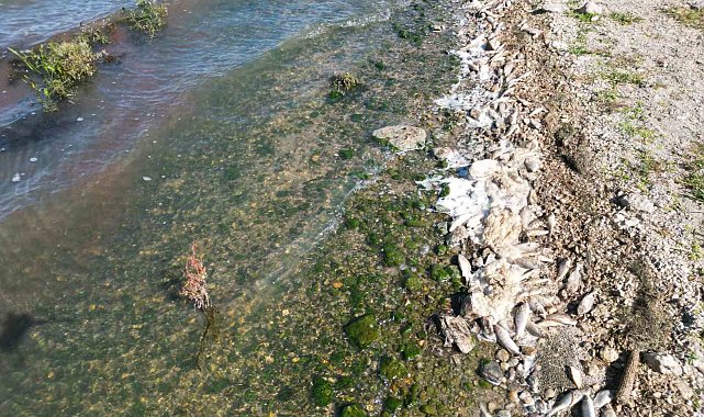 Seyitler Barajı'nda yüzlerce ölü balık görüntülendi