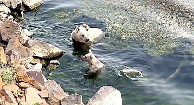 Sıcaktan bunalan ayılar kendilerini Nemrut'un serin sularına attı