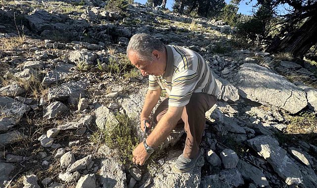 Şifalı taş kekiği için bin 800 rakımlı yaylaya çıkıyorlar