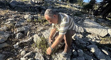 Şifalı taş kekiği için bin 800 rakımlı yaylaya çıkıyorlar