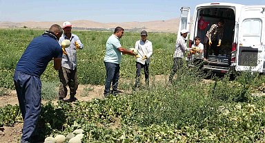Sıhke kavununun hasadına başlandı