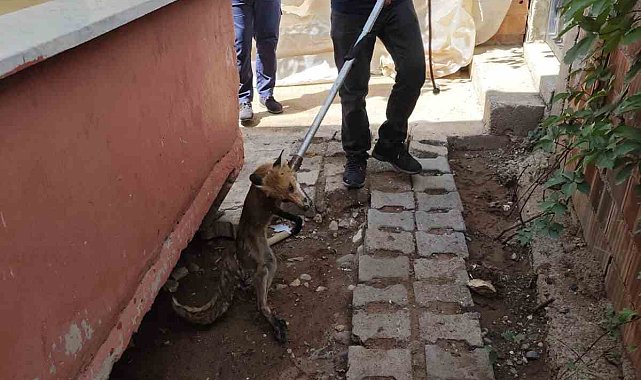Siirt'te tilki evin bahçesine girdi