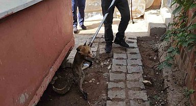 Siirt'te tilki evin bahçesine girdi