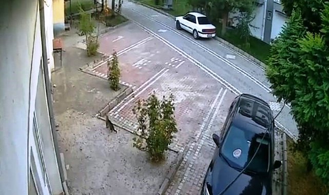Sındırgı'daki depremi hissederek hızla uzaklaşan kedi kameralara yansıdı