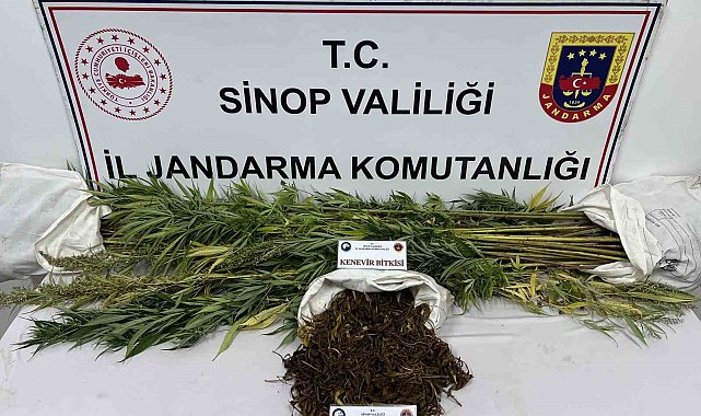 Sinop'ta 425 gram kubar esrar ve 56 kök kenevir bitkisi ele geçirildi