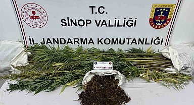 Sinop'ta 425 gram kubar esrar ve 56 kök kenevir bitkisi ele geçirildi