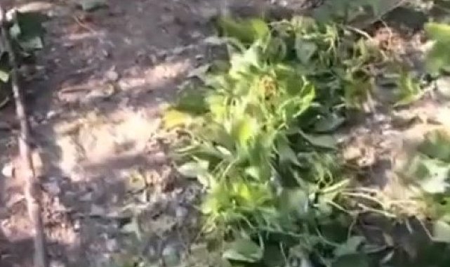 Sinop'ta ayı tedirginliği