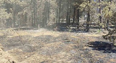 Sinop'taki orman yangınında soğutma çalışmaları sürüyor