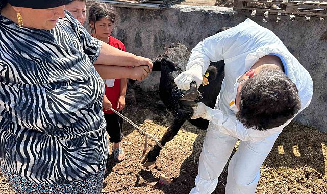 Şırnak'ta şap hastalığına karşı seferberlik