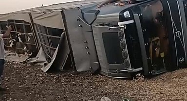 Siverek'te büyükbaş hayvan yüklü tır devrildi