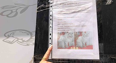 Sokak sokak kaybolan kedisini ararken duyarsız vatandaşların tavrına üzüldü